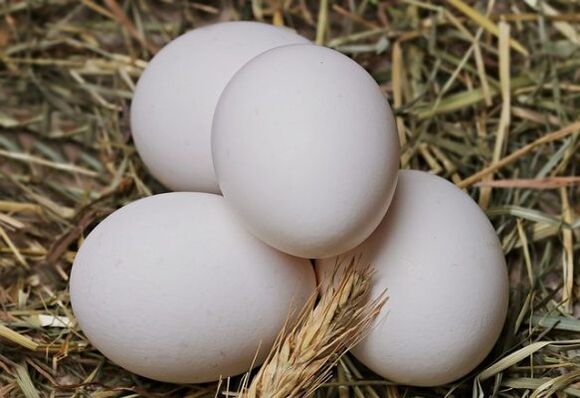 Le régime aux œufs consiste à manger des œufs de poule tous les jours. 
